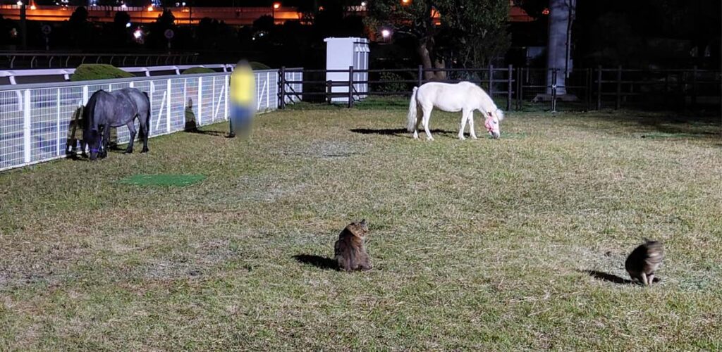 放牧場にいるポニーとネコの写真
